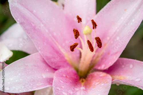 Pink Lily with raindrops  close-up