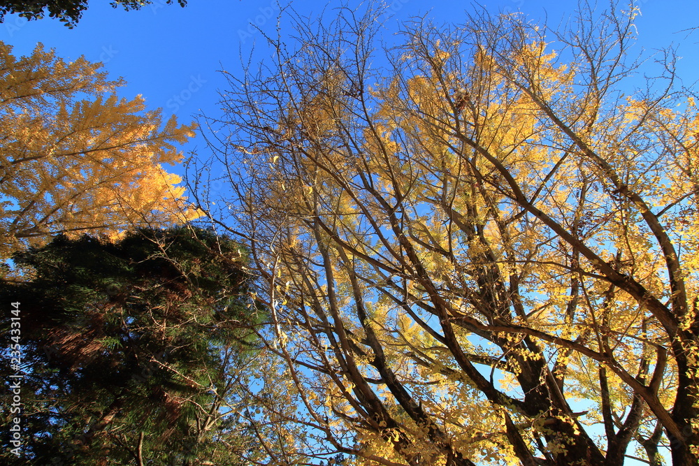 Obraz premium 奈良の紅葉