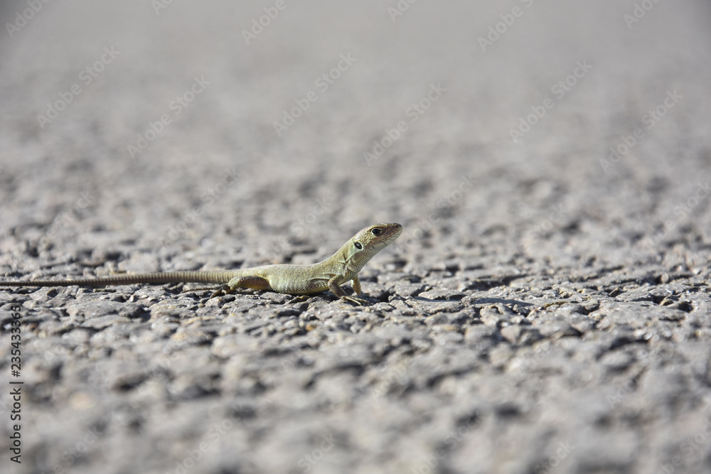 Young European green lizard on road. Little lizard on rock Young European green lizard on road. Little lizard on rock