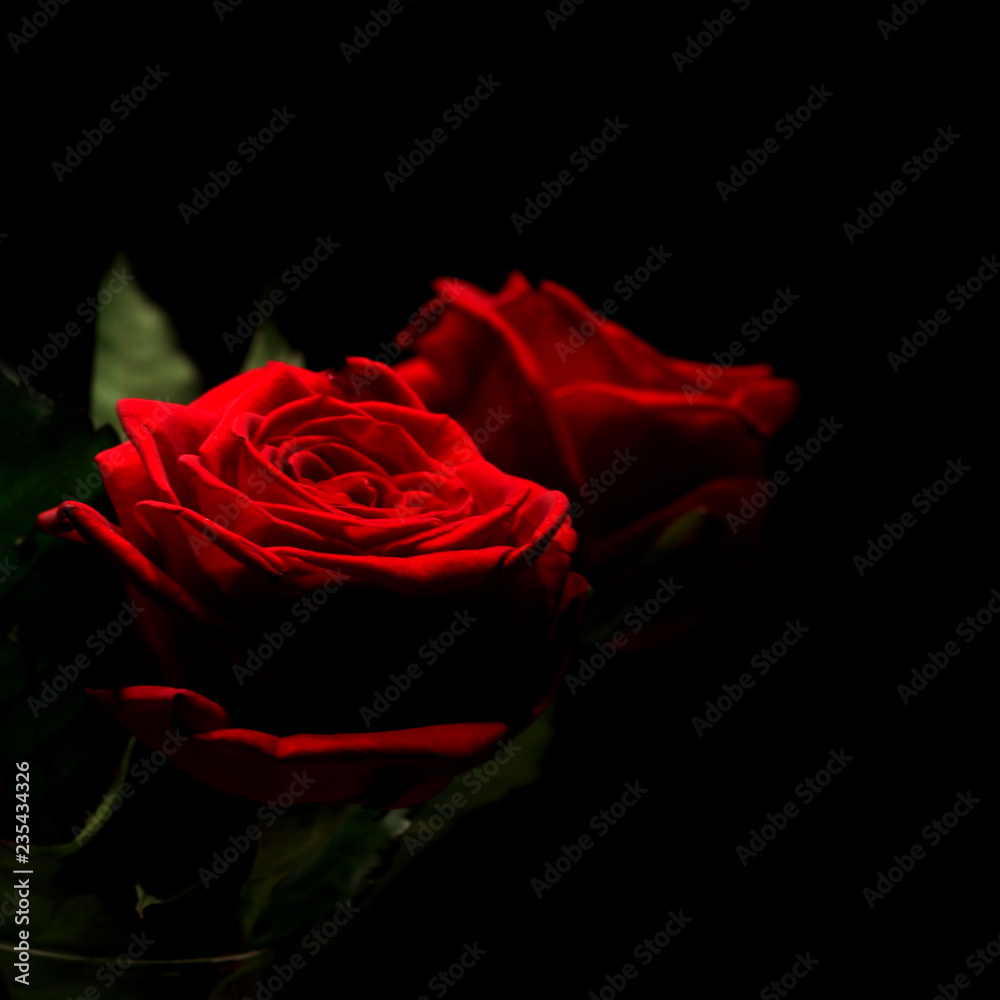 Red rose on a black background with specular reflection. Red rose on a black background with specular reflection.