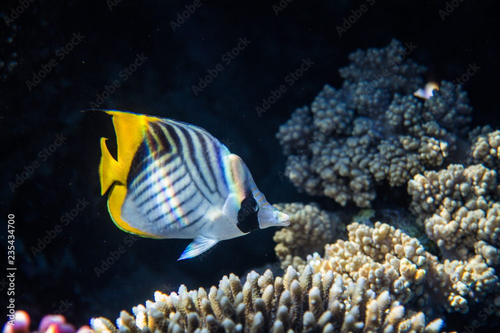 Obraz premium Red Sea Egypt fish ocean coral underwater