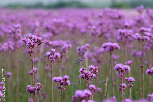 Invasive pompom weed flowers in field