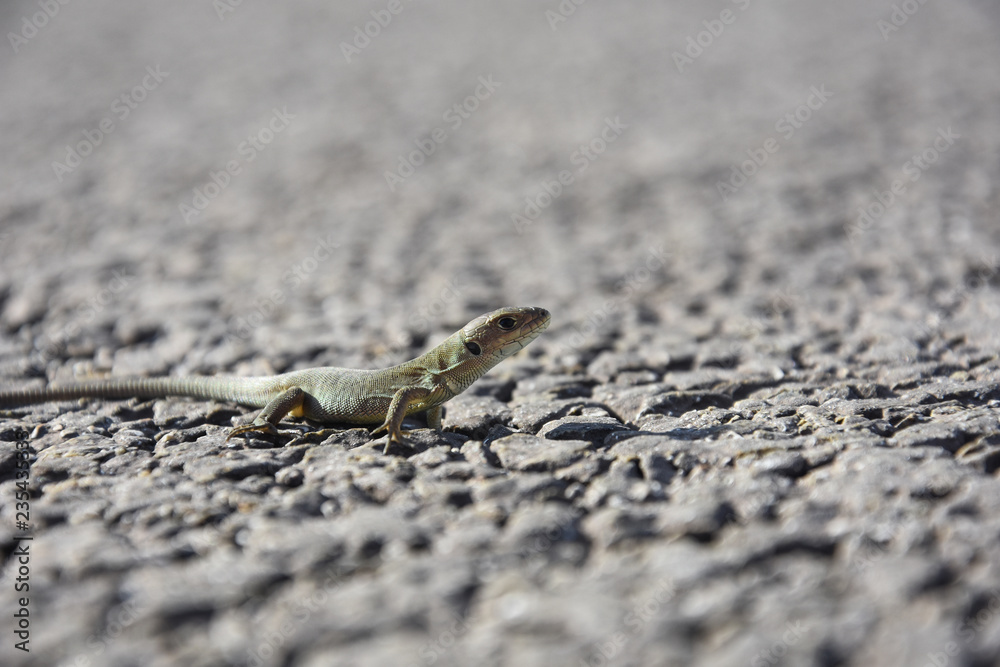 Young European green lizard on road. Little lizard on rock