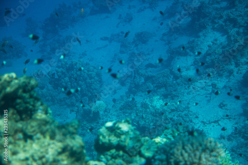 Red Sea Egypt fish ocean coral underwater 