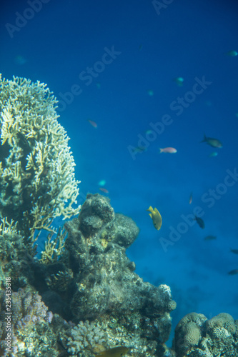 Fototapeta Naklejka Na Ścianę i Meble -  Red Sea Egypt fish ocean coral underwater 