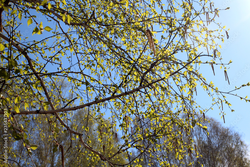 young tree branches bloom in spring with green leaves young tree branches bloom in spring with green leaves