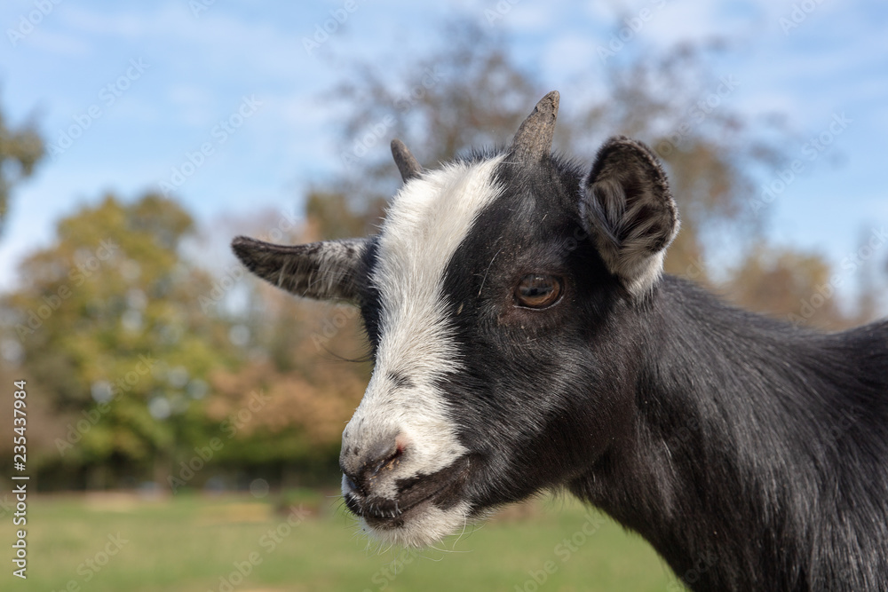 Goat head portrait in a Bavarian Wildlife Reserve