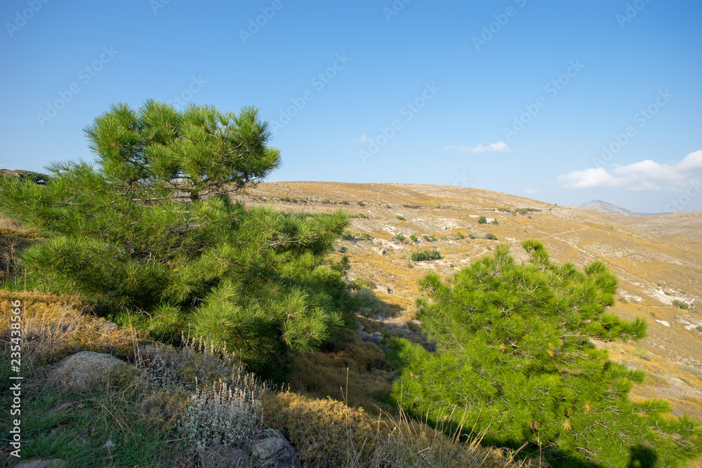 Fototapeta premium Bergkiefern