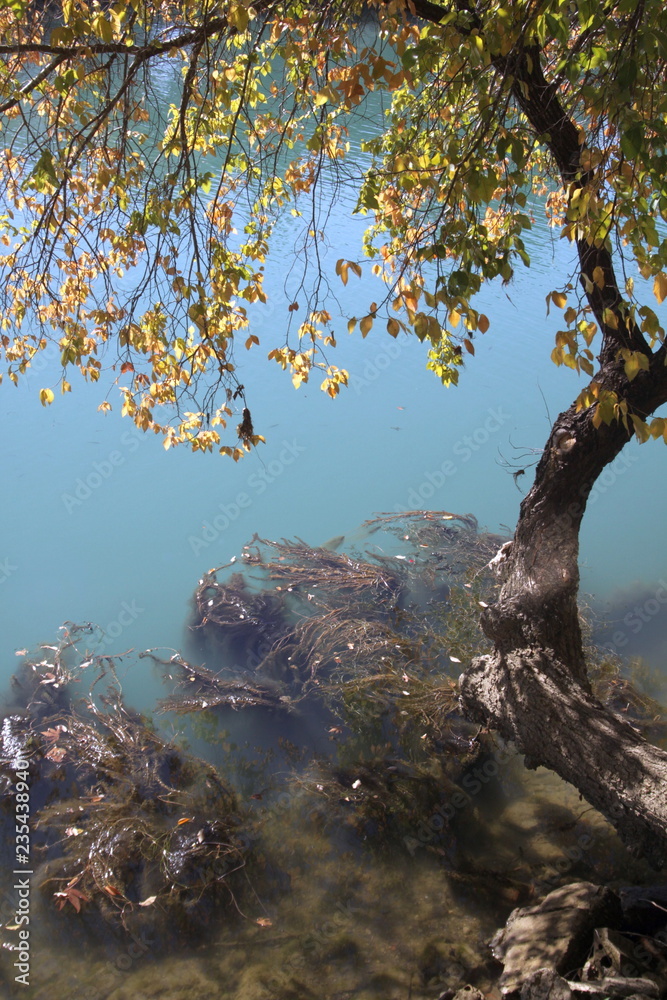 A curved tree with green and yellow leaves over water of a river with slime in it A curved tree with green and yellow leaves over water of a river with slime in it