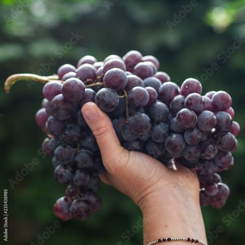 bunch of blue grapes in hand