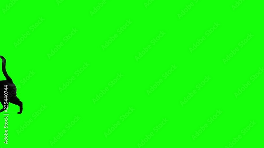 Black cat jumping against green screen