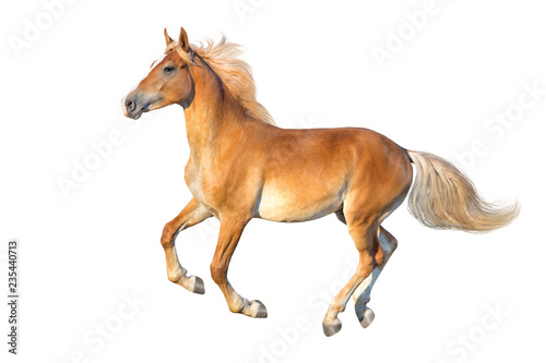Fototapeta Naklejka Na Ścianę i Meble -  Palomino horse with long mane run gallop isolated on white background