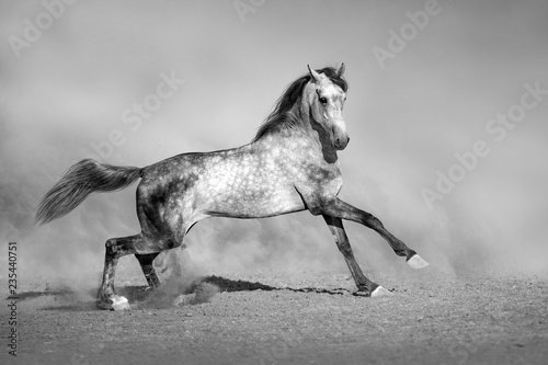 Grey horse run gallop in desert sand. Black and white