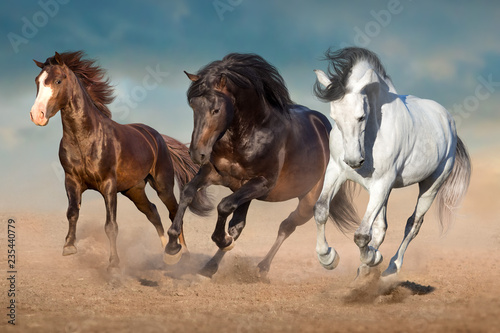 Horse herd free run in desert dust