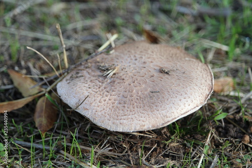 Wonderful mushrooms after the rain, born with the sun