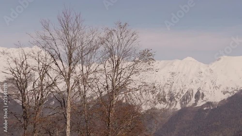 Wallpaper Mural Beautiful landscape tree and snow-capped mountains. Green alpine meadow on a hillside and surrounded by pine forests. Distance - snow-capped mountains Torontodigital.ca