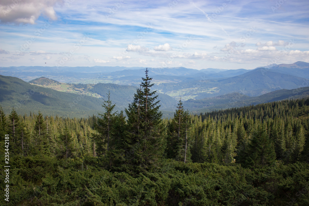 Wonderful panoramic view of Carpathians mountains Ukraine. Evergreen forest hills. Carpathians mountains landscape. Travel concept. Mountains nature in perspective. Coniferous forest. Vastness concept