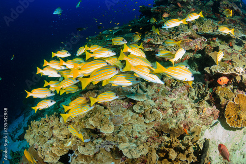 Brightly colored tropical fish on a tropical coral reef in Thailand