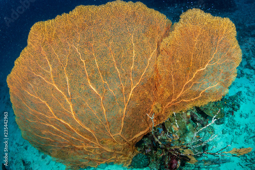 Beautiful and delicate Gorgonia sea fan on a tropical coral reef