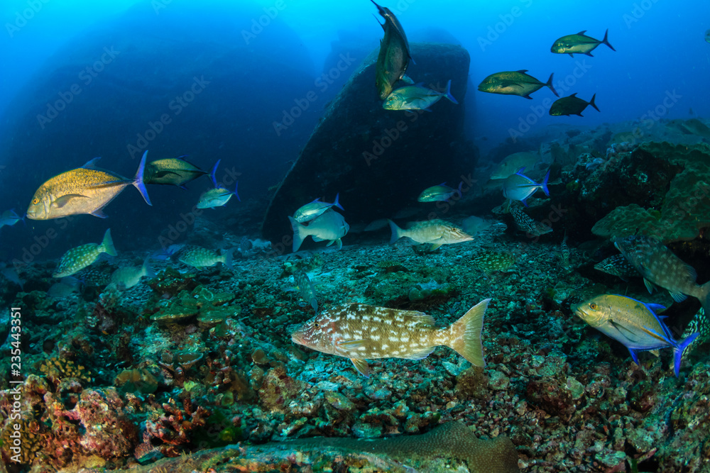 Long nose Emperor hunting on a tropical coral reef Long nose Emperor hunting on a tropical coral reef