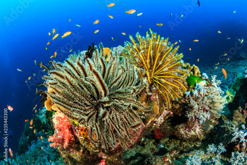 Crinoids and tropical fish on a colorful coral reef