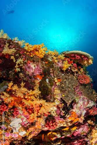 Brightly colored hard and soft corals on a tropical coral reef at Koh Bon island, Thailand