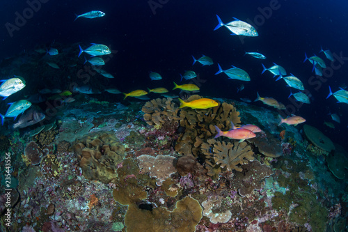 Fototapeta Naklejka Na Ścianę i Meble -  Trevally hunting on a tropical coral reef