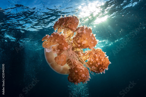 Large dustbin-lid Jellyfish floating on the surface of a clear, blue tropical ocean in Asia