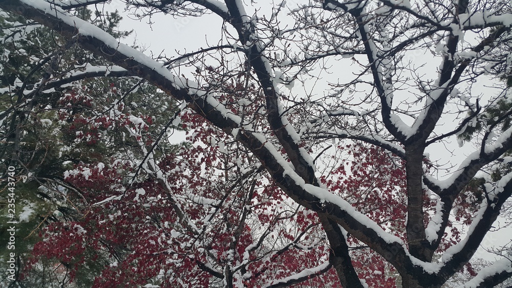 snow on ground and tree branches in winter snowfall season in month of december and januray snow on ground and tree branches in winter snowfall season in month of december and januray