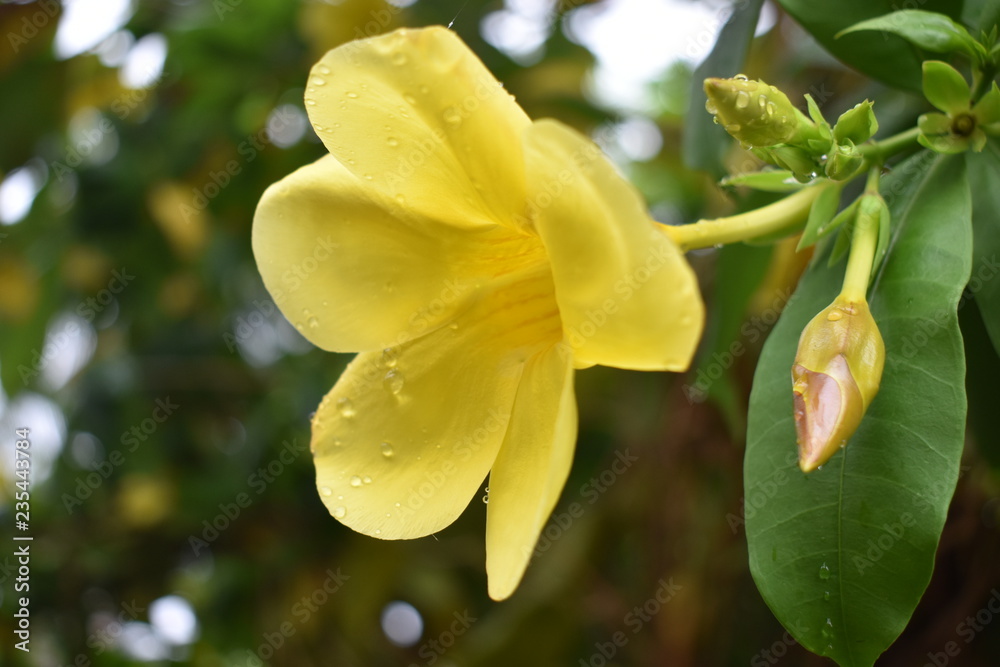 Fototapeta premium yellow flower