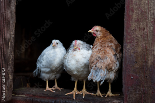 chicken hens standing together at a farm house photo