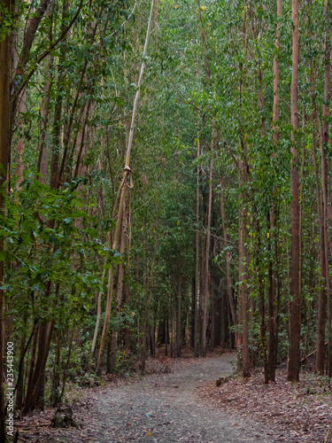 Camino path through a dense eucalyptus forest - Santa Irene  Galica  Spain