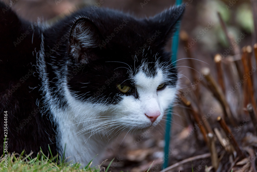 black and white cat in a flowerbed