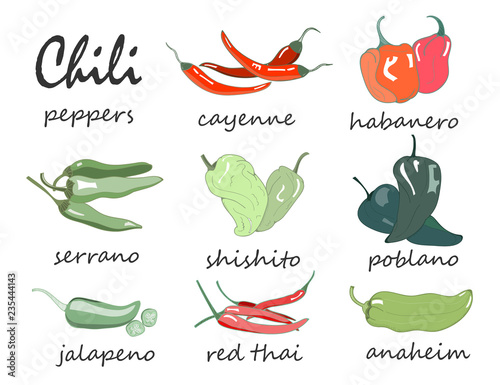 Hand drawn chili peppers. Colored graphic vector set. All elements are isolated