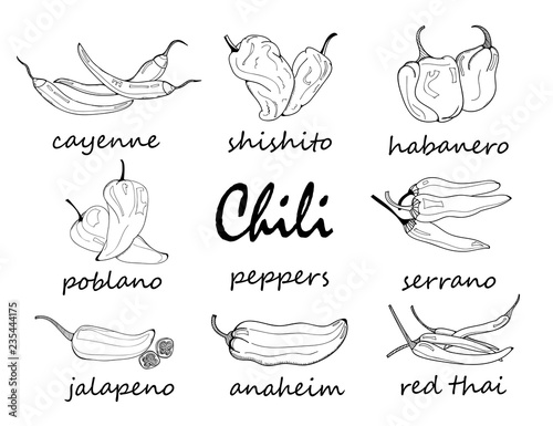 Hand drawn chili peppers. Graphic vector set. All elements are isolated