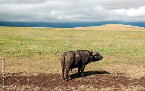 Bufalos in the prairies of Tanzania photo