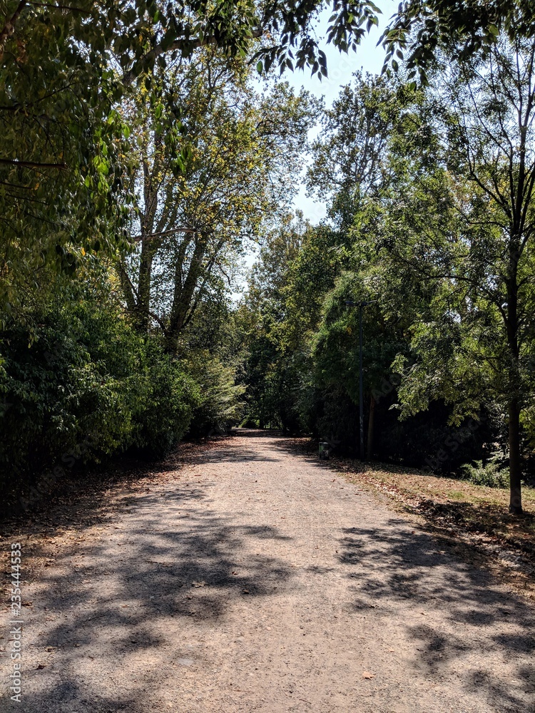 Fototapeta premium road in the forest