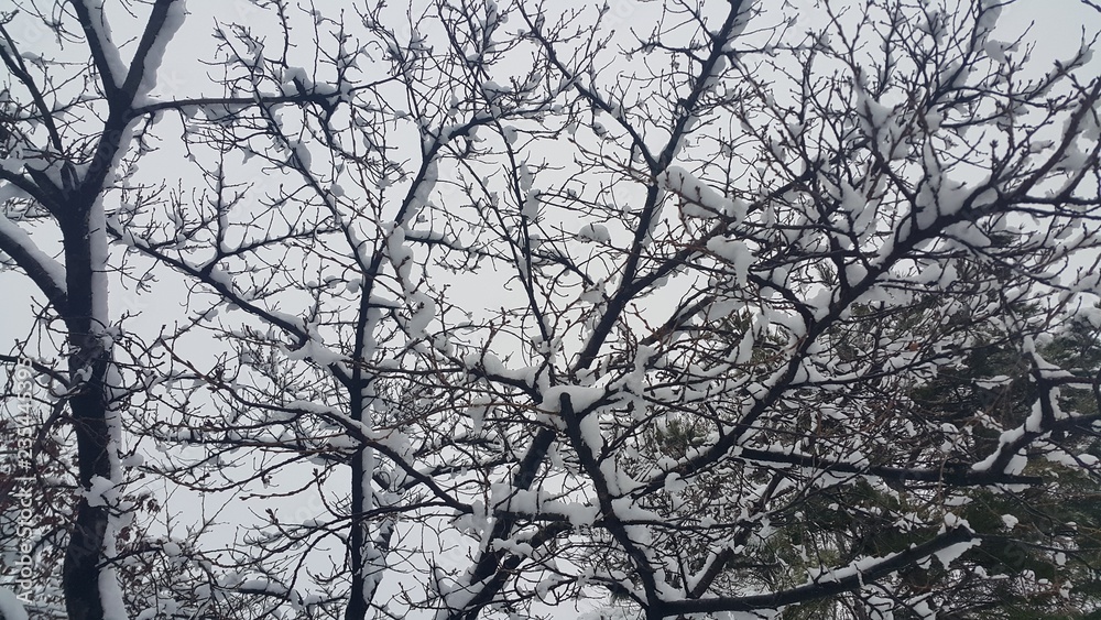 snow on ground and tree branches in winter snowfall season snow on ground and tree branches in winter snowfall season