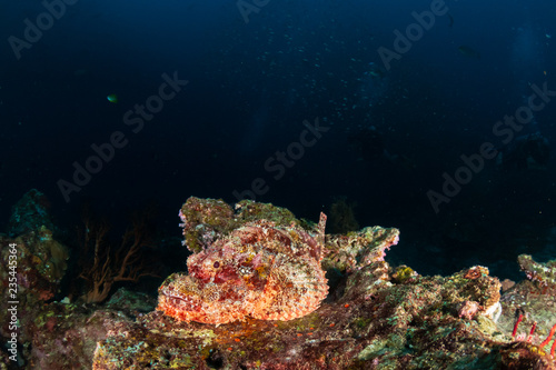 Fototapeta Naklejka Na Ścianę i Meble -  Scorpionfish resting on a dark, tropical coral reef
