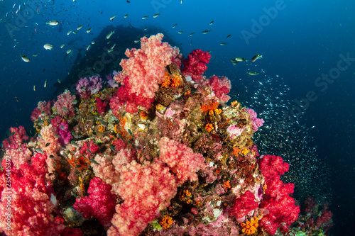 Fototapeta Naklejka Na Ścianę i Meble -  Beautiful, colorful tropical coral reef at the Surin Islands (Richelieu Rock)
