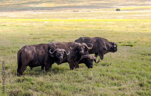 Bufalos in the prairies of Tanzania