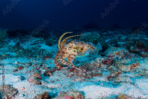 A curious Cuttlefish on a deep  dark tropical coral reef