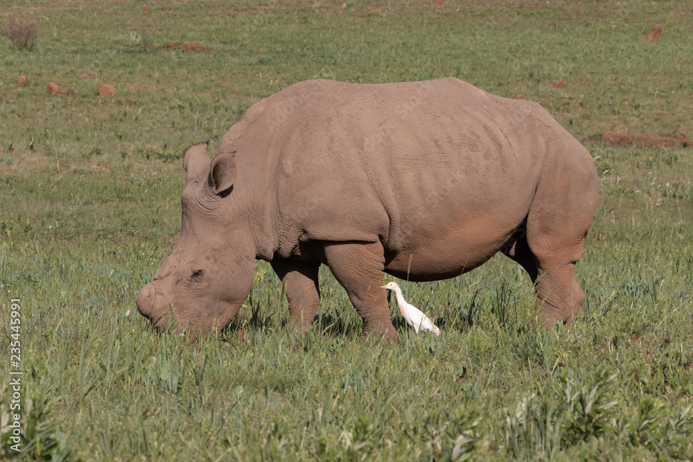 Obraz premium Grazing white rhino with cattle egret