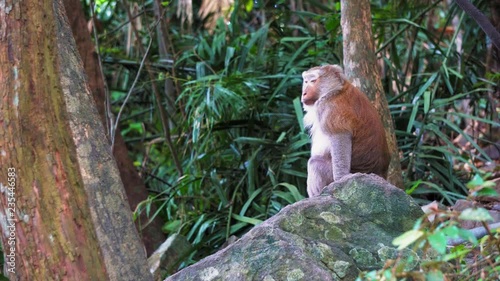 The monkey sits on a rock in the tropical forest of Asia.