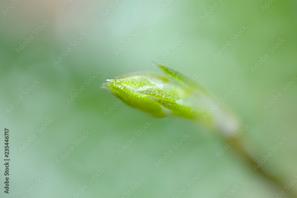flower head, Beautiful natural background flower head, Beautiful natural background
