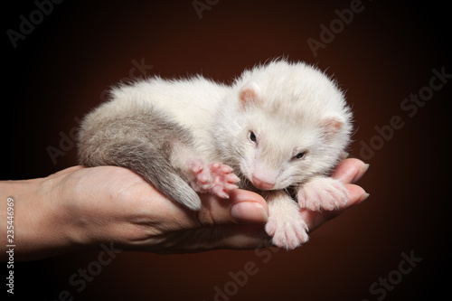 Ferret sleeping on hand