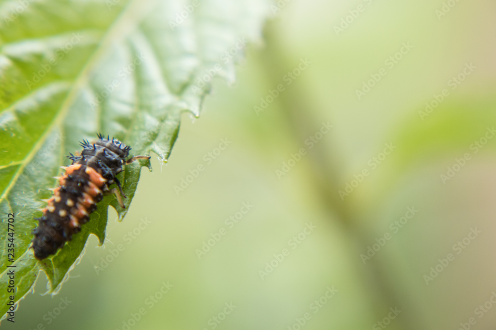 Fototapeta premium Insect 2