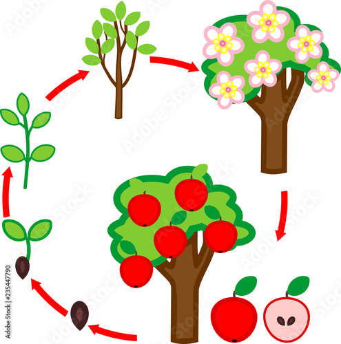 Life cycle of apple tree. Plant growth stage from seed to tree with fruits