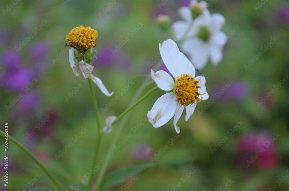 Flower in Garden Flower in Garden