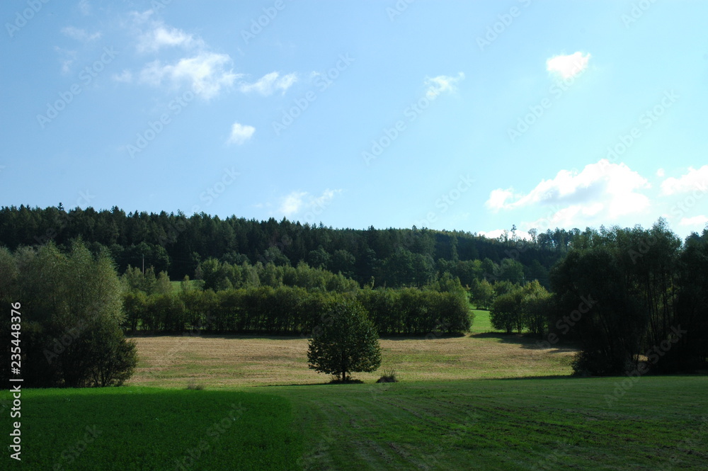 Vivid green field with a forest in the background